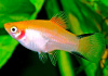 Пецилия золотая комета (Xiphophorus maculatus Golden Comet Platy)