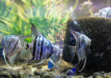 Скалярия Голубая Зебра  (pterophyllumblue zebra)