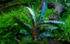 Буцефаландра Вельвет  (Bucephalandra sp. Velvet)  1 ветка