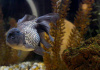 Оранда голубая (Goldfish Oranda blue)