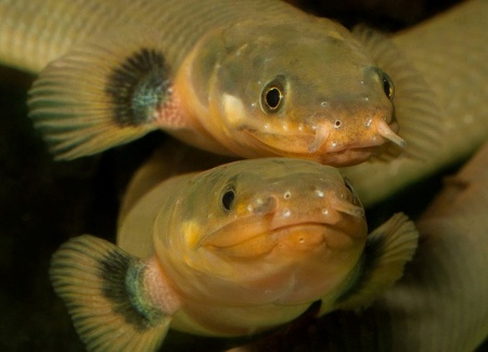Каламоихт Калабарский [Calamoichthys calabaricus] Рыба-змея