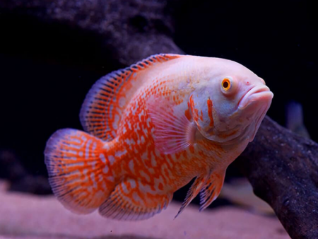 Цихлида Астронотус тигровый альбинос (astronotus-ocellatus albino)