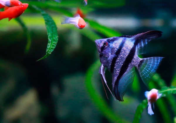Скалярия Зебра бриллиантовая (pterophyllum zebra Diamond)