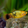 Пецилия золотой ситец (Xiphophorus maculatus gold calico Platy)