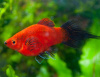 Пецилия редиска (Xiphophorus maculatus red black veiltail)