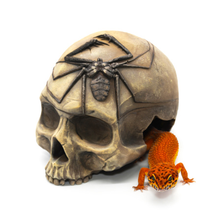 Укрытие из искусственного камня Scaled Skull Shelter 12 см череп