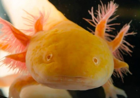 Аксалотль Водяной Дракон Золотой 10-12см