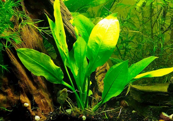 Эхинодорус амазонский Амазонка (Echinodorus amazonicus)