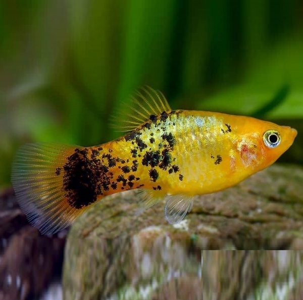 Пецилия золотой ситец (Xiphophorus maculatus gold calico Platy)