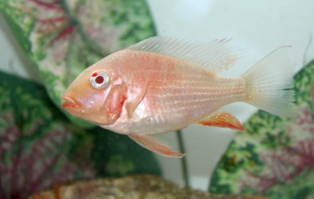 Цихлида Акарихтис Хеккеля Альбино (Albino Acarihthys heckelli) 3-4 см