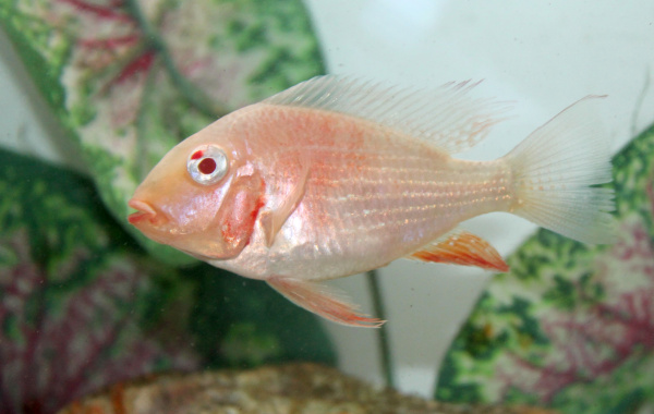 Цихлида Акарихтис Хеккеля Альбино (Albino Acarihthys heckelli) 3-4 см