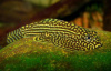 Гастромизон Пунктулатус псевдоскат , (Gastromyzon punctulatus)