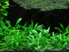 Криптокорина парва (Cryptocoryne parva)