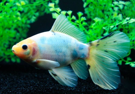 Золотая рыбка Шубункин бристольский белый (Goldfish Bristol Shubunkin white)