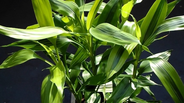 Драцена (Dracaena sanderina)