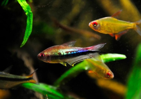 Тетра королевская Пальмери (Nematobrycon Palmeri Lacortei) Тетра Императорская