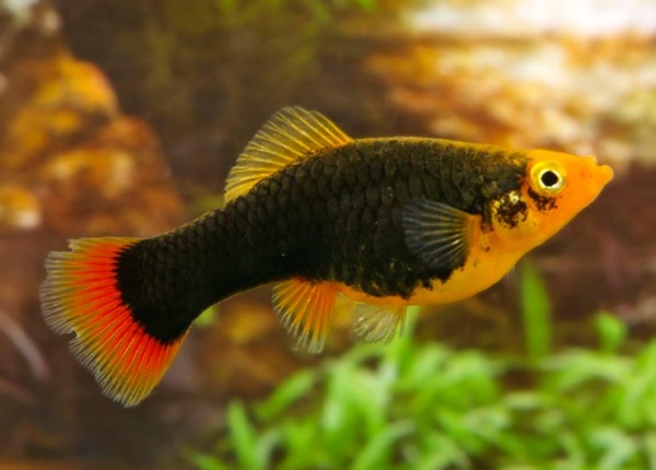 Пецилия черная (Xiphophorus variatus Black Platy)