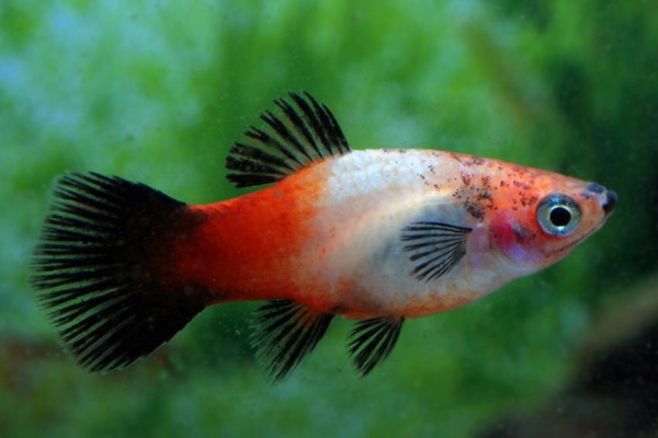 Пецилия триколор (Xiphophorus maculatus Showa Tricolor Platy)