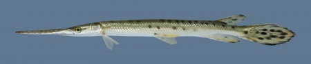 Щука Длинорылый Панцирник  (Lepisosteus osseus) 8-11 см