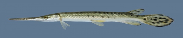 Щука Длинорылый Панцирник  (Lepisosteus osseus) 8-11 см