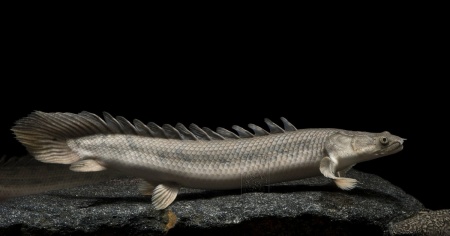 Полиптерус Сенегальский (Polypterus senegalus) 5-6 см 