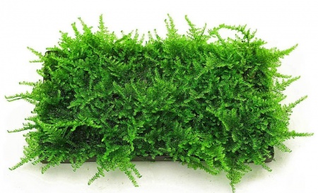Мох рождественский - крисмас (Christmas Moss, Vesicularia montagnei)