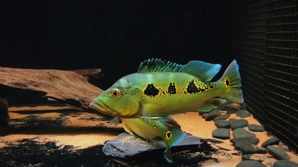 ЦИХЛА ОРИНОКО (Cichla orinocensis) 4-4,5 см