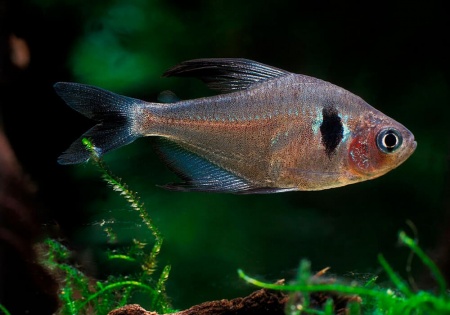Тетра орнатус Черный (Hyphessobrycon megalopterus) или черный фантом