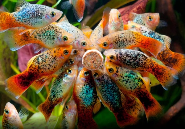 Пецилия зеленая неоновая ситцевая (Xiphophorus maculatus green neon calico Platy)