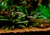 Микрорасбора галактика (Danio margaritatus) 1,1-1,23 см 