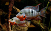 Цихлазома Меека (Thorichthys meeki)
