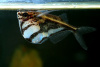 Карнегиелла мраморная (Carnegiella strigata)