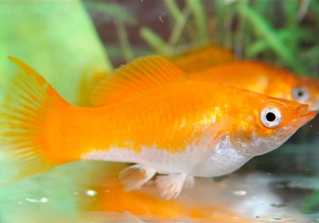 Моллинезия шафранная белобрюхая (Poecilia latipinna)
