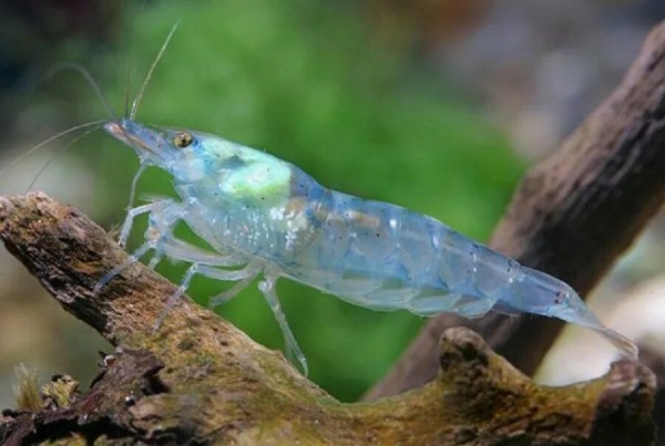 Креветка "Небесная Жемчужина" (Neocaridina Blue Pearl)