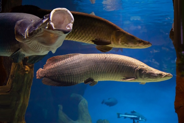 Арапаима гигантская (лат. Arapaima gigas) 10-15 см (малек)