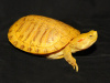 Черепаха Красноухая альбинос (лат. Trachemys scripta)