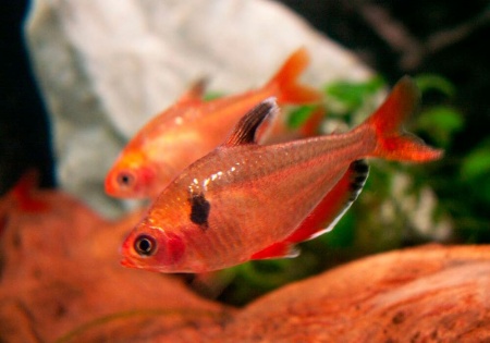 Тетра Серпас  Минор (Hyphessobrycon Callistus)