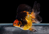 Риукин трехцветный (Goldfish Ryukin tricolour broad tai)