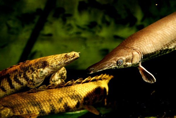 Полиптерус Эндлихера (Polypterus endlicheri) 5-7 см