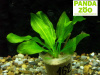 Echinodorus Aquartica- Эхинодорус Аквартика E162