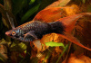 Меченосец Геллера черный Красноплавничный (Xiphophorus helleri Black)