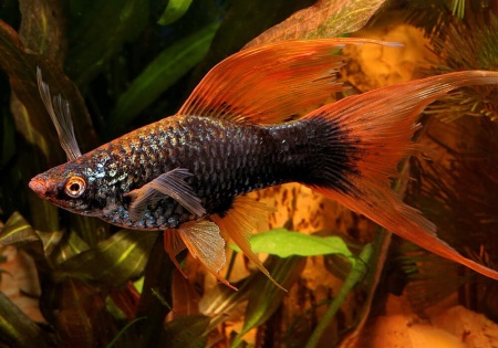 Меченосец Геллера черный Красноплавничный (Xiphophorus helleri Black)