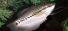 Змеиный Гурами (Trichopodus pectoralis)