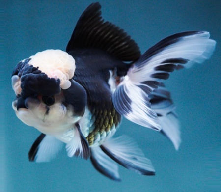Оранда панда (Goldfish Oranda panda)