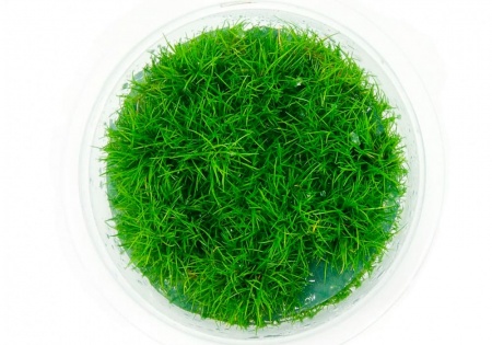 Элеохарис парвула (Eleocharis parvula)