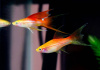 Меченосец Розовая комета (Xiphophorus helleri Pink comete )