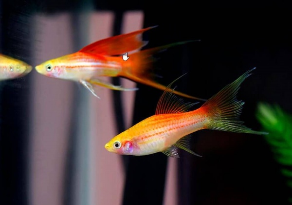 Меченосец Розовая комета (Xiphophorus helleri Pink comete )