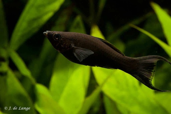 Моллинезия черная  (Poecilia sphenops Black Molly)