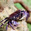 Краб Синий паук (Neosarmatium rotundifrons Blue Spider Crab)