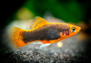 Пецилия красный смокинг (Xiphophorus maculatus toxedo red Platy)